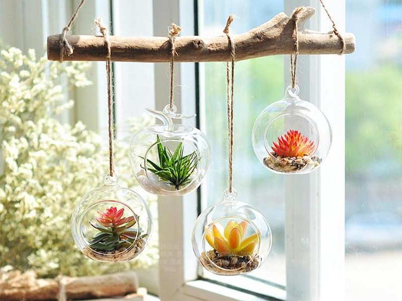 hanging succulents